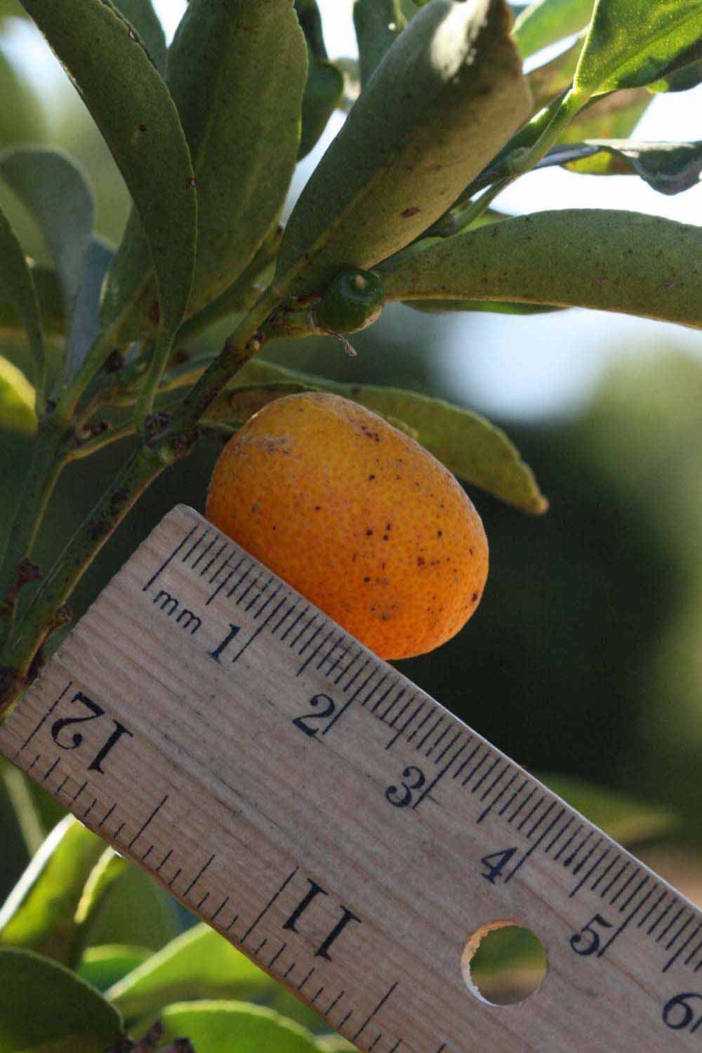            Fruit (Riverside, CA)   